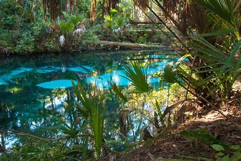 40 Best Images About Fern Hammock Springs On Pinterest