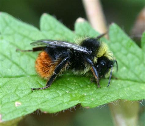Bombus Lapidarius Male Differs From Queen And Worker By Having