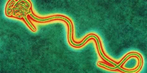 New strains can become more common simply by being in the for the uk variant: Could Ebola sneak across U.S. border?