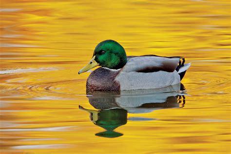 Mallard Anatomy Migration And Diet Britannica