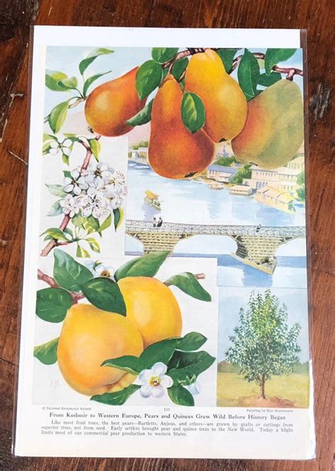 Vintage Fruit Prints Lot Of 5 Fresh Fruits Prints 1932 Etsy