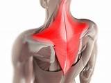 Images of Upper Trapezius Muscle Exercises
