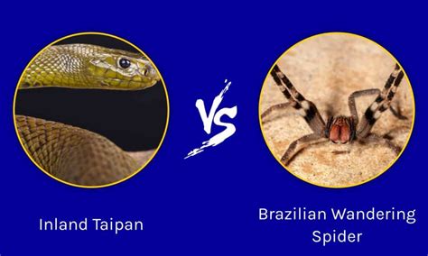 Inland Taipan Vs Brazilian Wandering Spider Which Is More Deadly