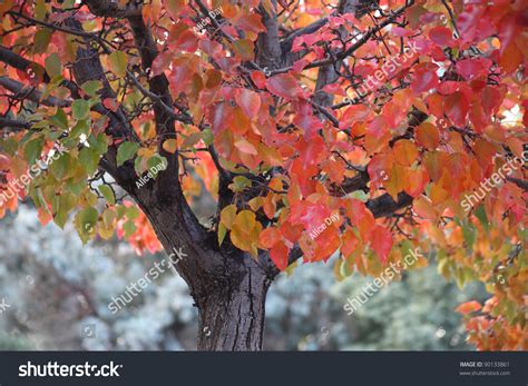 Bright Foliage Of A Crabapple Tree In The Fall Stock Photo 90133861