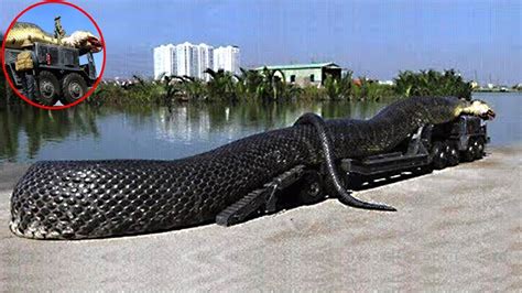 Der ausgewachsene, männliche taipan wird zwischen 78 cm und 226 cm lang und die weiblichen. Die größten Schlangen der Welt! - YouTube