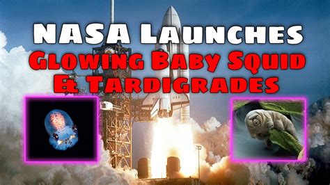 Nasa Launching Glowing Baby Squid And 5000 Tardigrades In Space Youtube
