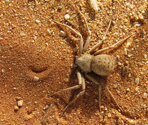 The Top 10 Deadliest Spiders In The World Owlcation Education