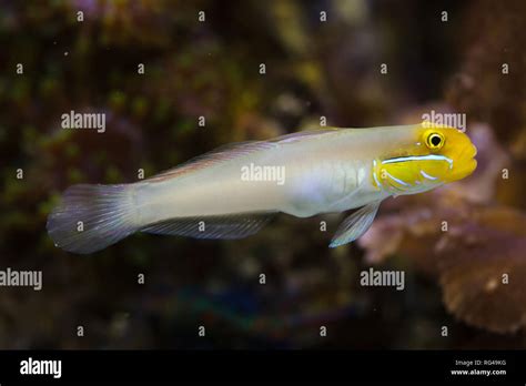Blueband Goby Valenciennea Strigata Tropical Fish Stock Photo Alamy