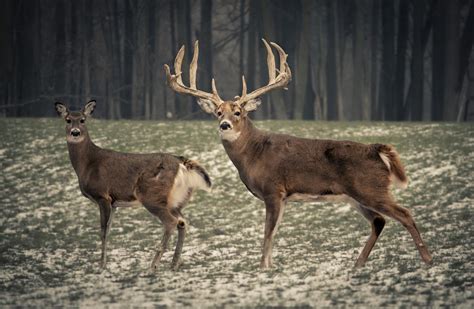 Strategies For Hunting Big Bucks The Best And Most Complete Hunting Tips