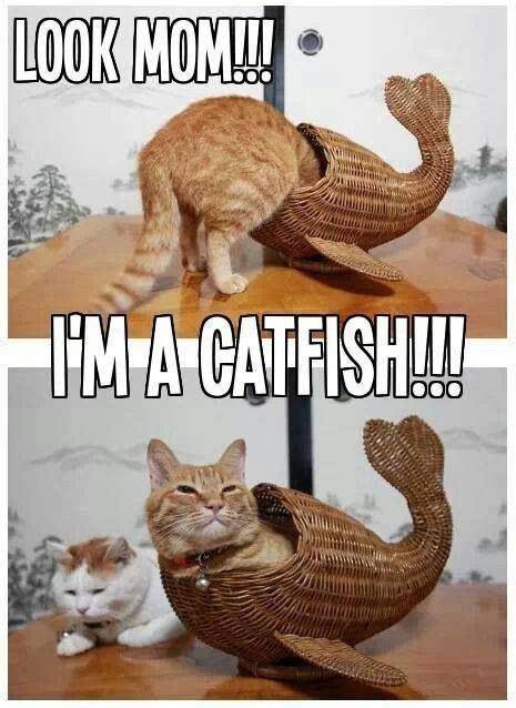 Catfish Funny Funny Cats Funny Animal Quotes Cute Funny Animals