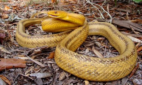 8 Orange Snakes In Florida Imp World