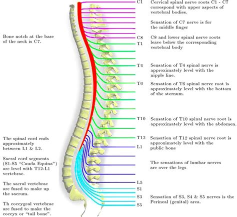 nerve chart great chart showing how spinal nerve my xxx hot girl
