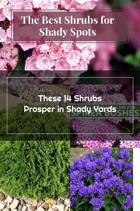 Shade Shrubs Spirea Fragrant Flowers Prosper Produce Enhancement