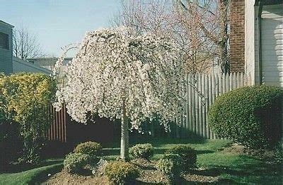 White weeping cherry tree size page 1 line 17qq weeping cherry trees the best cascading faves weeping yoshino flowering cherry boyd. 1 Weeping Cherry Tree - ( prunus x yeodensis shidare ...