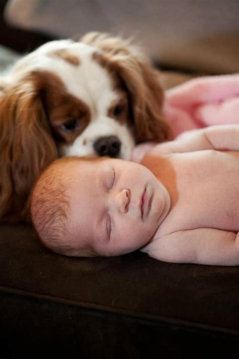 Charlie The Cavalier 50 Thing To Know Before Having A Baby Cavalier