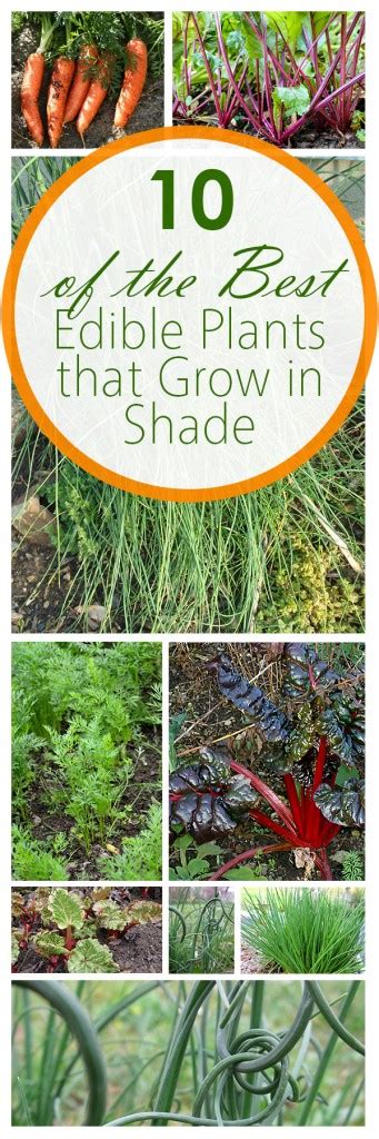 10 Of The Best Edible Plants That Grow In Shade ~ Bees And Roses