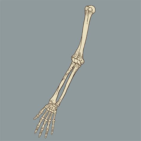 Skeleton Arm Vector Art Icons And Graphics For Free Download