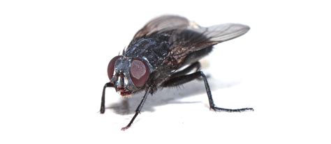 In ipm, pesticides are used in combination with other crop management approaches to minimize the effects of pests while. Garbage And Manure Breeding Flies Integrated Pest ...