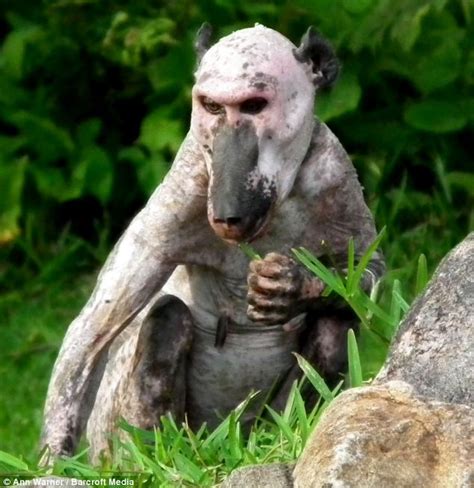 Hairless Female Baboon Spotted Alone In The Bush After Being Rejected
