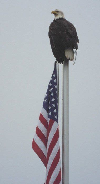 American Bald Eagle American Patriot American Pride American Heroes