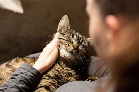 What These 5 Common Cat Behaviours Mean Thats Life Magazine