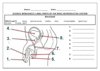 Science Worksheets Label Parts Of The Male Reproductive System TpT