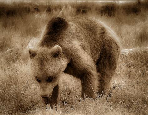 Grizzly Bear In Alaska Aspen Ridge Gallery Photography Animals