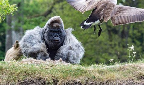 Longleat Safari Park Nico The Gorilla Reacts Angrily To Goose Intruder