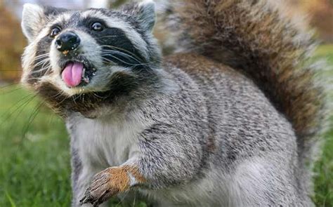 Squiroon Squirrel Raccoon Oc Hybridanimals