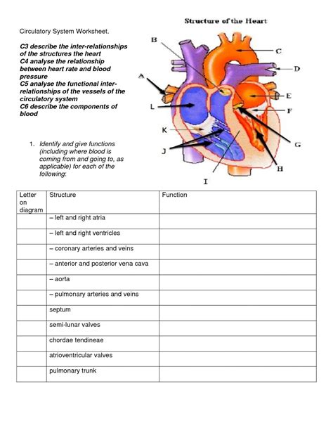 Cardiovascular System Worksheet Answer Key