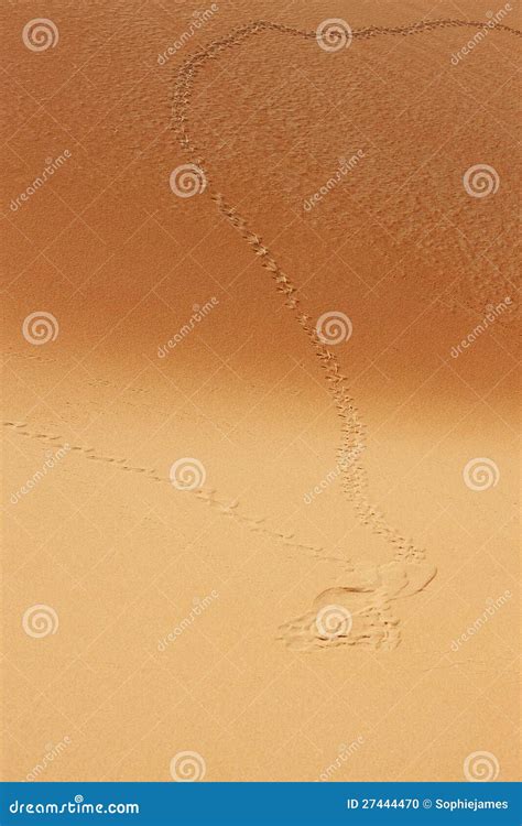 Animal Tracks On Sand Dunes Of The Arabian Desert Stock Photo Image