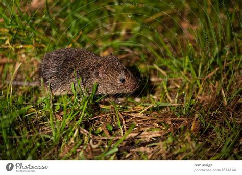 Field Mouse Nature Animal A Royalty Free Stock Photo From Photocase