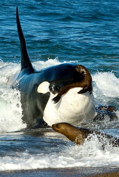 I am a killer documentary | death row inmates interviews. Orcas atacando fuera del mar: Impactantes imágenes de ...