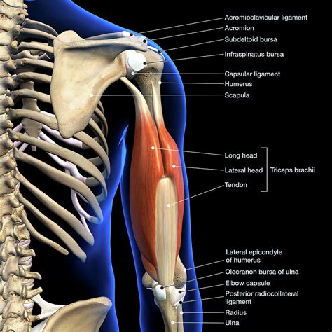 Muscles Labeled Front And Back Labeled Anatomy Chart Of Male Triceps Images