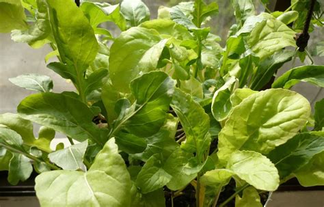 10 Vegetables You Can Grow Super Fast