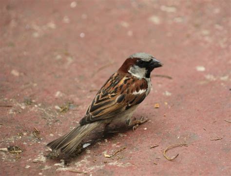 House Sparrow Wildlife Illinois