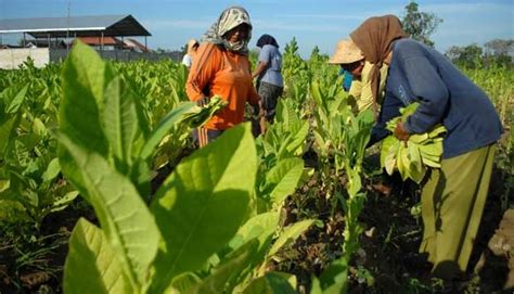 Indonesia Masih Butuh Impor Tembakau Lembaga Tembakau Jember
