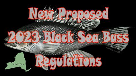 2023 Proposed Black Sea Bass Regulations Not Looking Good Youtube