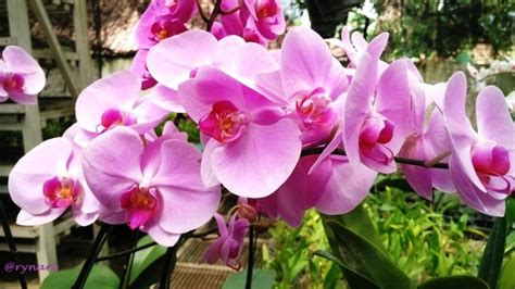 15 Gambar Bunga Anggrek Bulan Paling Indah 2017