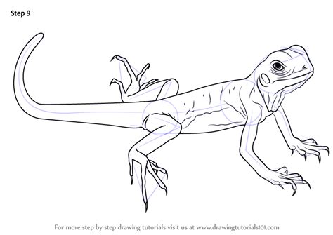 Learn How To Draw A Green Lizard Lizards Step By Step Drawing Tutorials