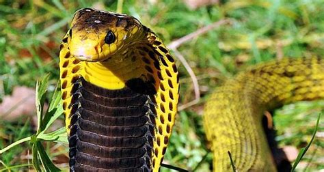 Cobra Filipineză Cei Mai Periculosi Serpi