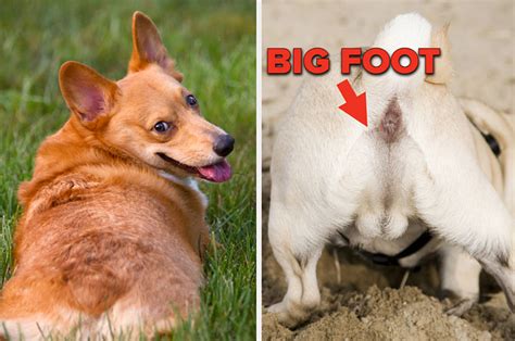 What Does Your Dogs Butt Look Like Animals Doing Funny Things