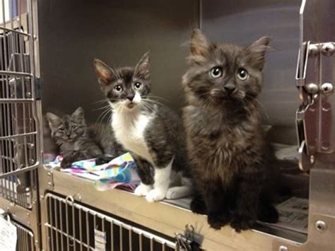 Последние твиты от adopt me! Posh Pets Rescue to Host Cat Adoption Event in Greenburgh ...