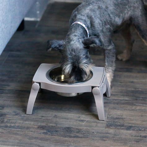 Raised Dog Bowl Large Stand Single Feeder Elevated Collapsible Water