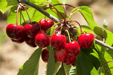 Cherry Picking Farms And Orchards Around The Us Trekaroo