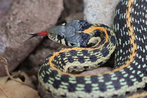 40 Types Of Snakes In Arizona 21 Are Venomous Az Animals