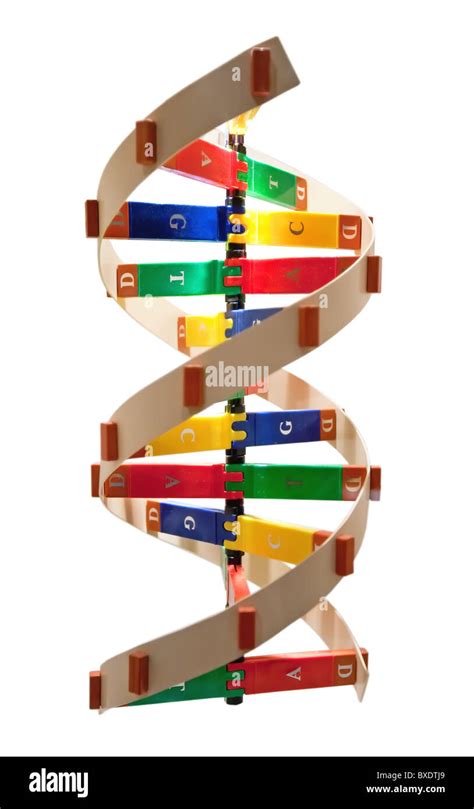 The Structure Of A Dna Double Helix Stock Photo Alamy