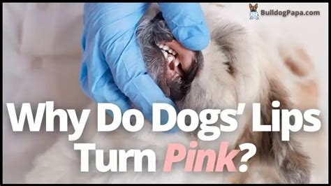 Why Do Dogs Lips Turn Pink Bulldogpapa