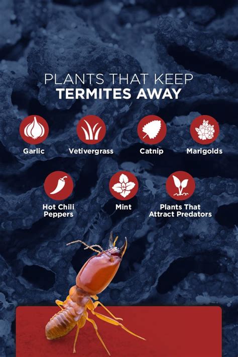 A useful method for keeping garden pests off your vegetables is to put a barrier between the pest and your plants. Landscaping Tips to Keep Termites Out of Your Home ...