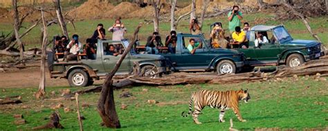 Ranthambore National Park Best Wild Escapade Close To Delhi Ranthambore National Park Latest
